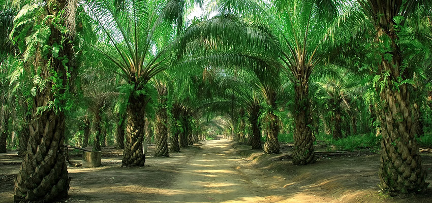 Palm Oil & Rubber Tree Plantation
